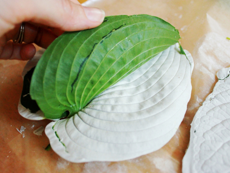 peeling leaf off plaster