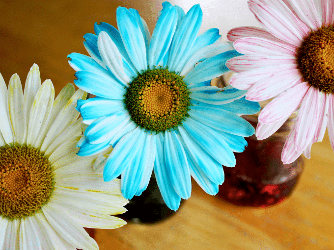 dyeing flowers