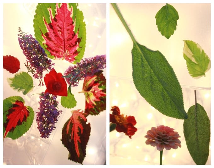 Light Table Activities for Kids - Nature Observation