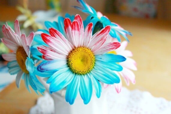 How to Dye Flowers with Two Colors
