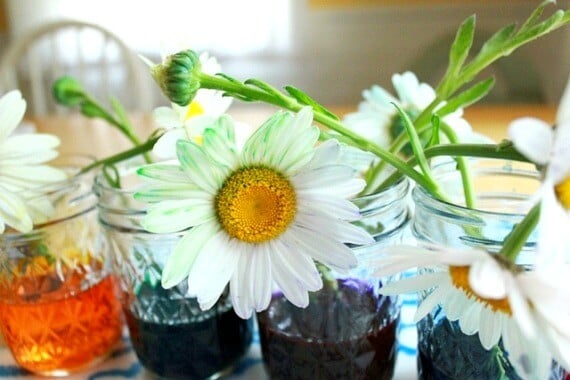 Flowers dipped in liquid colors starting to change in color.