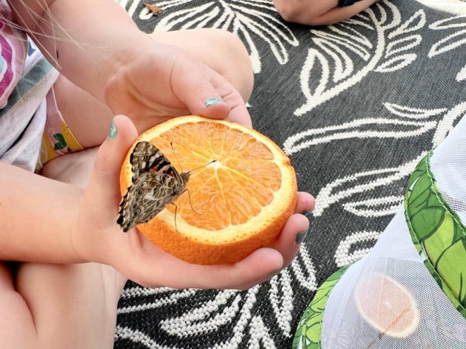 butterfly on orange