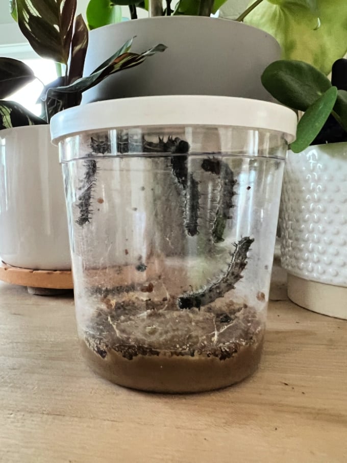 growing caterpillars