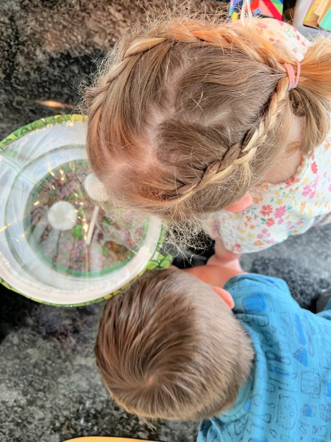observing butterflies
