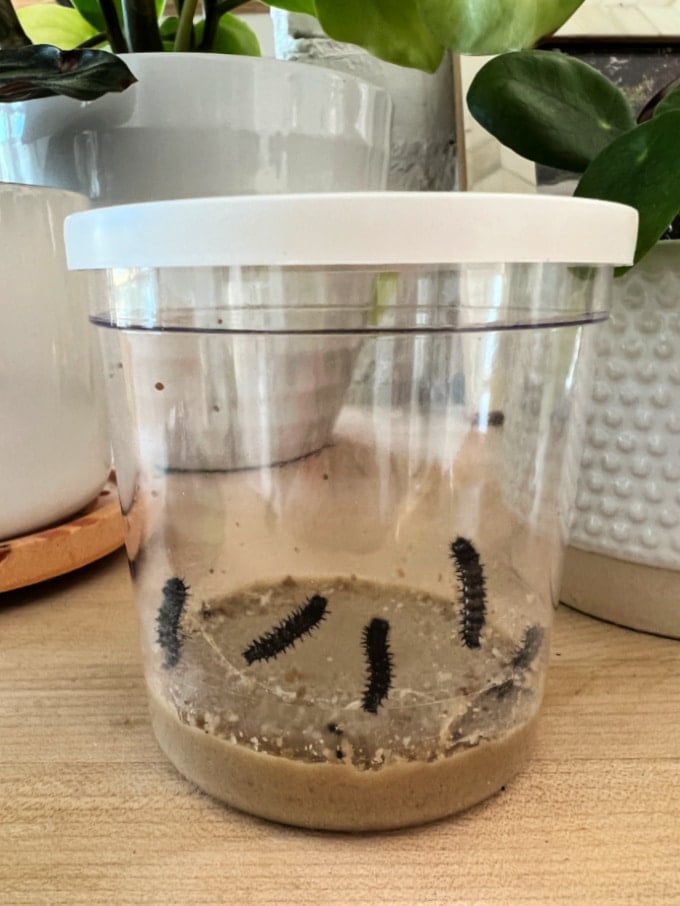 small caterpillars