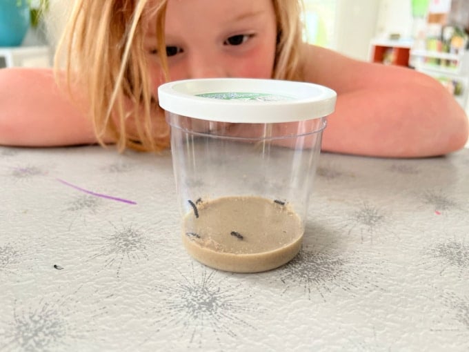watching baby caterpillars