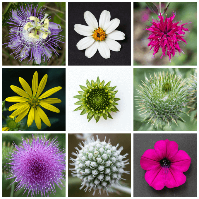 Flower Mandalas in Nature