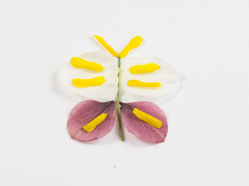 flower petal butterfly