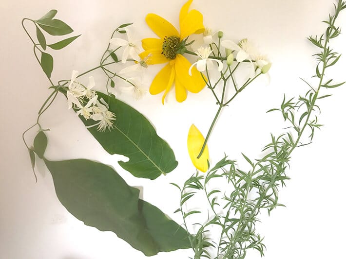 Flowers-for-observational-drawing-and-nature-inspired-art-project