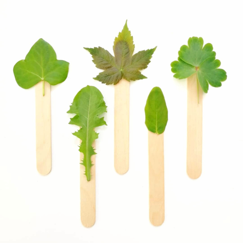 leaf matching game