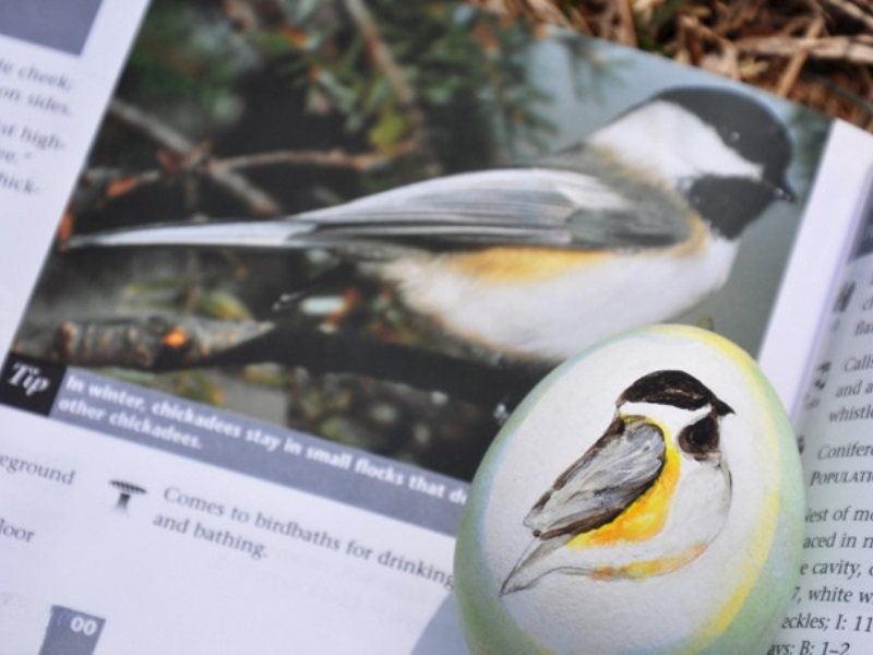 bird eggs