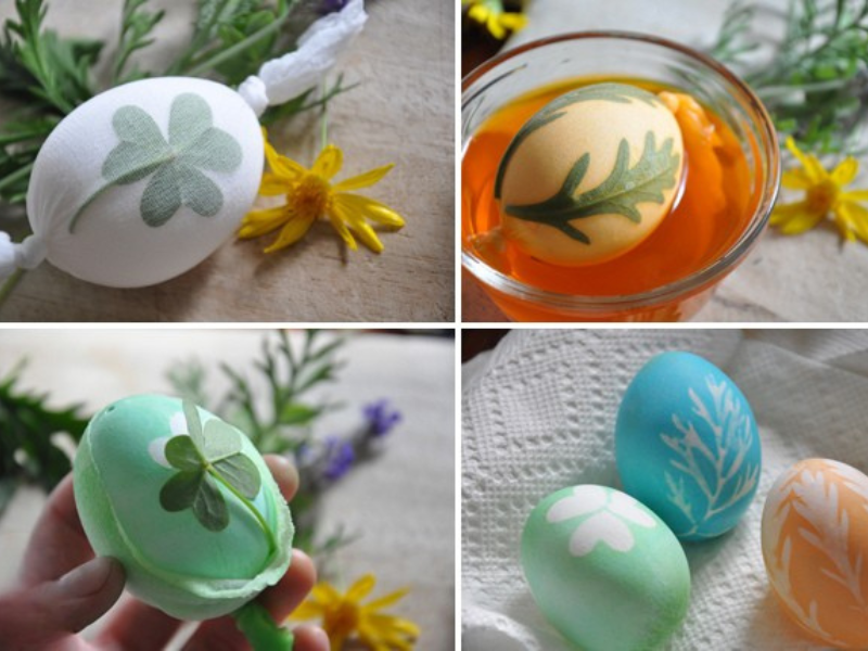 plant eggs