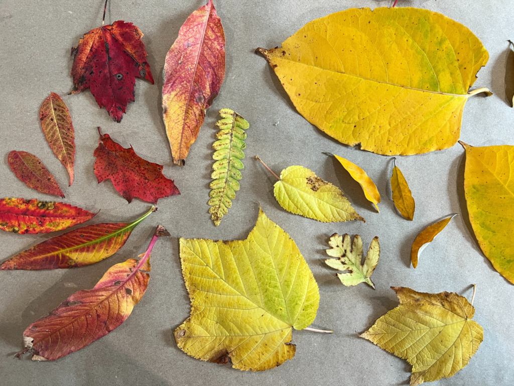 colorful leaves