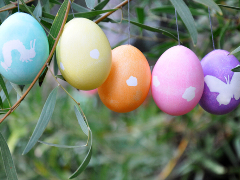 nature eggs