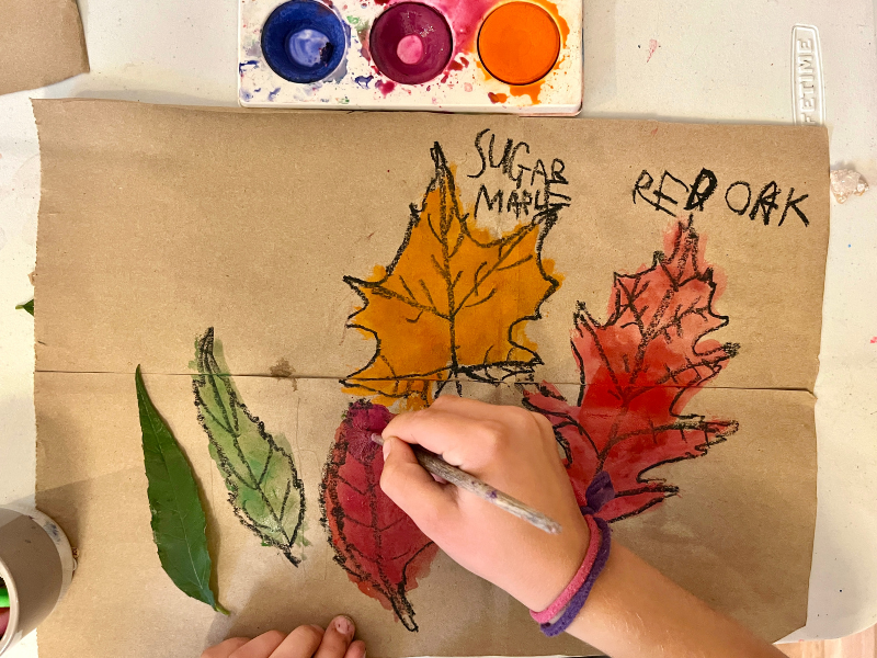 observational leaf drawing