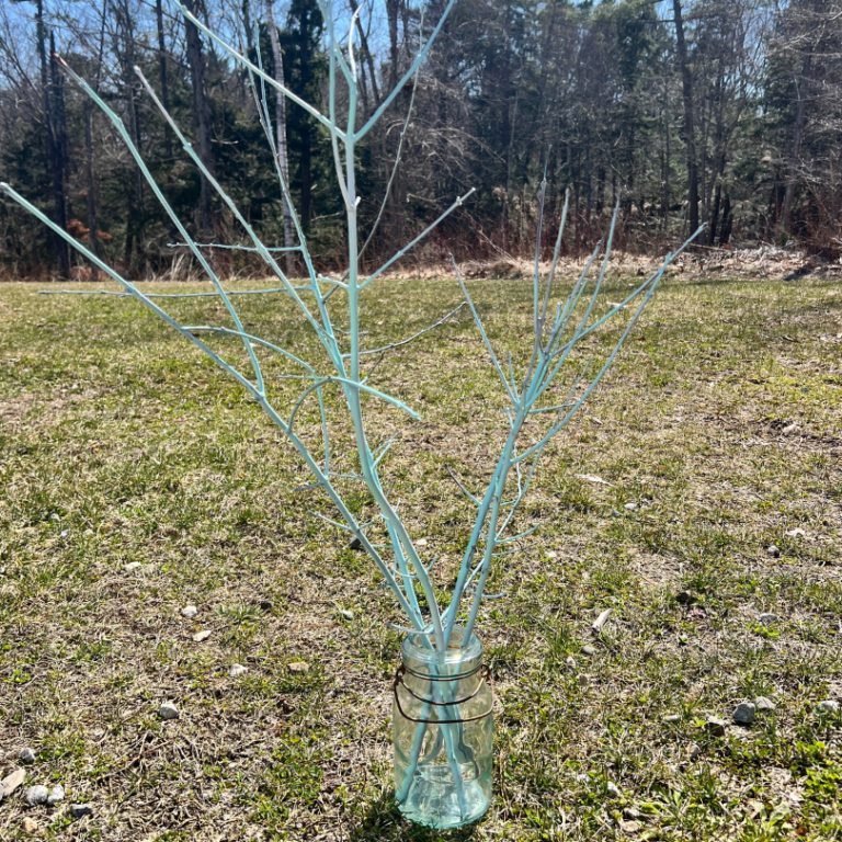 branches outside
