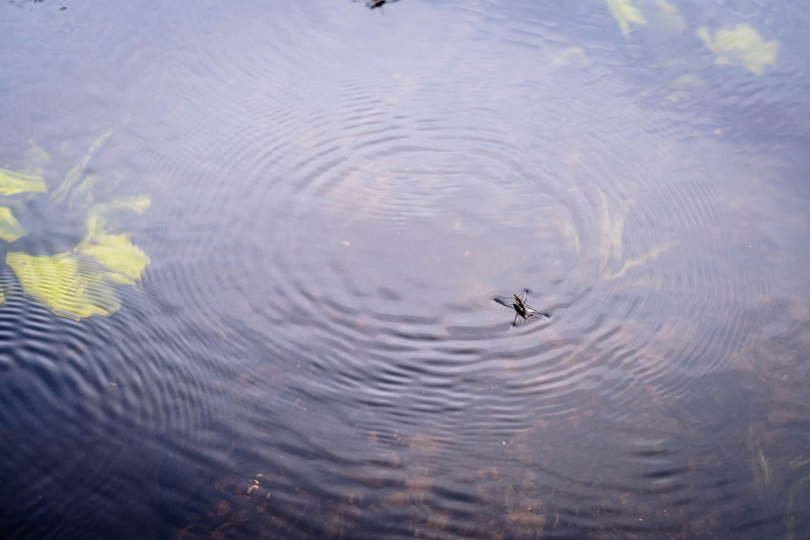 water strider pond surface