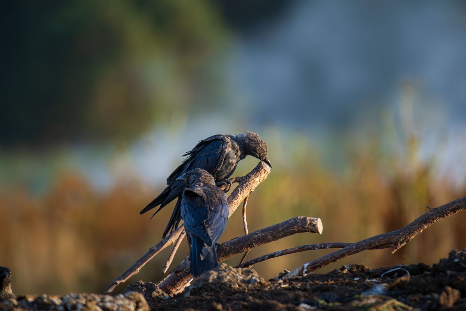 New Caledonian crow tool