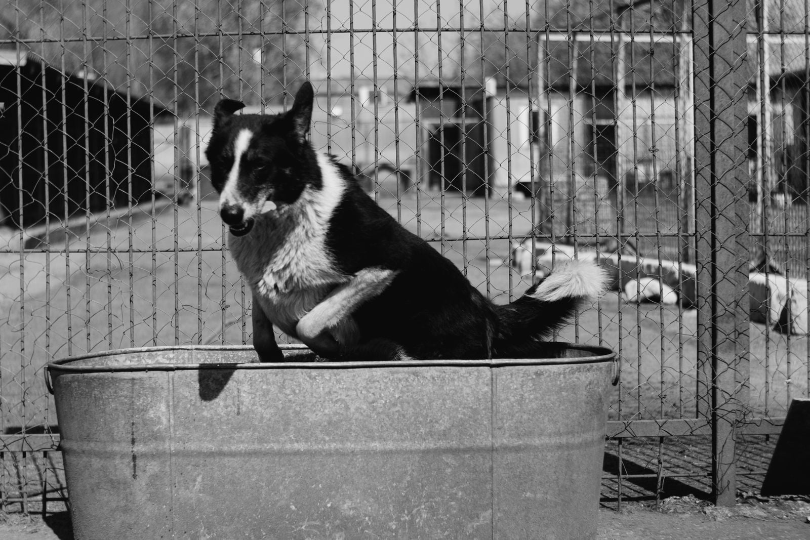 Soviet space dog training