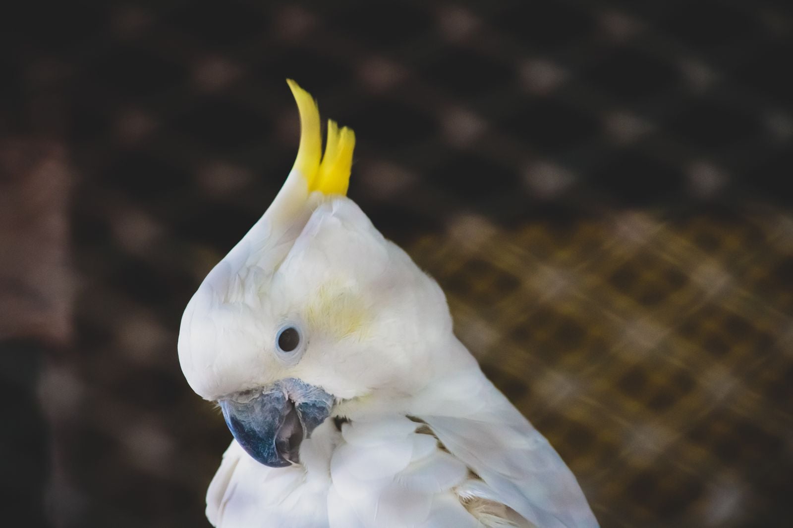 sulphur-crested cockatoo bin