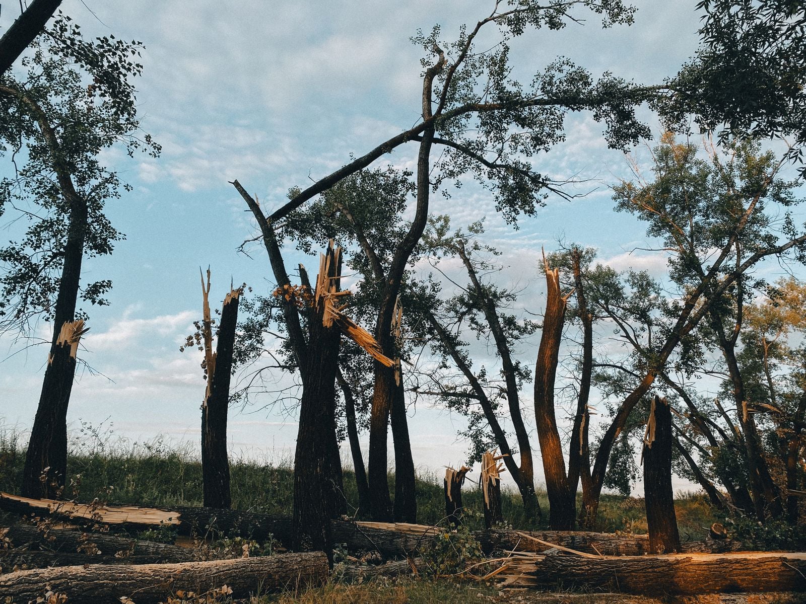 flattened Siberian taiga forest