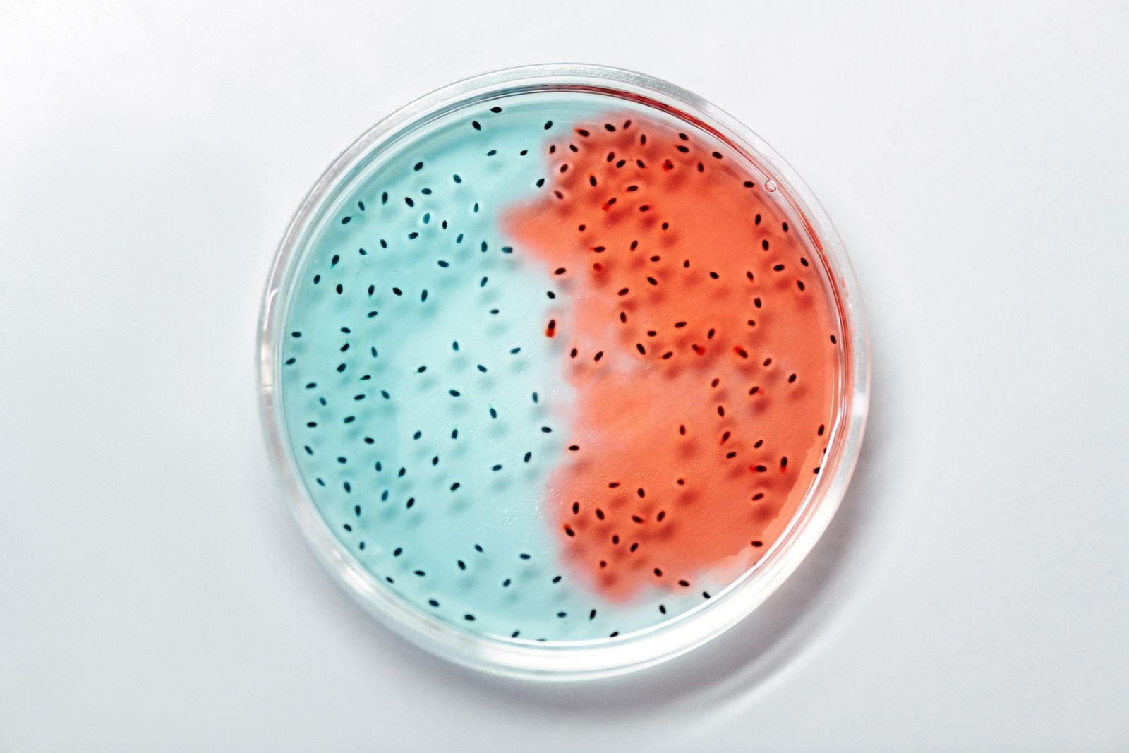 Fleming petri dish penicillin