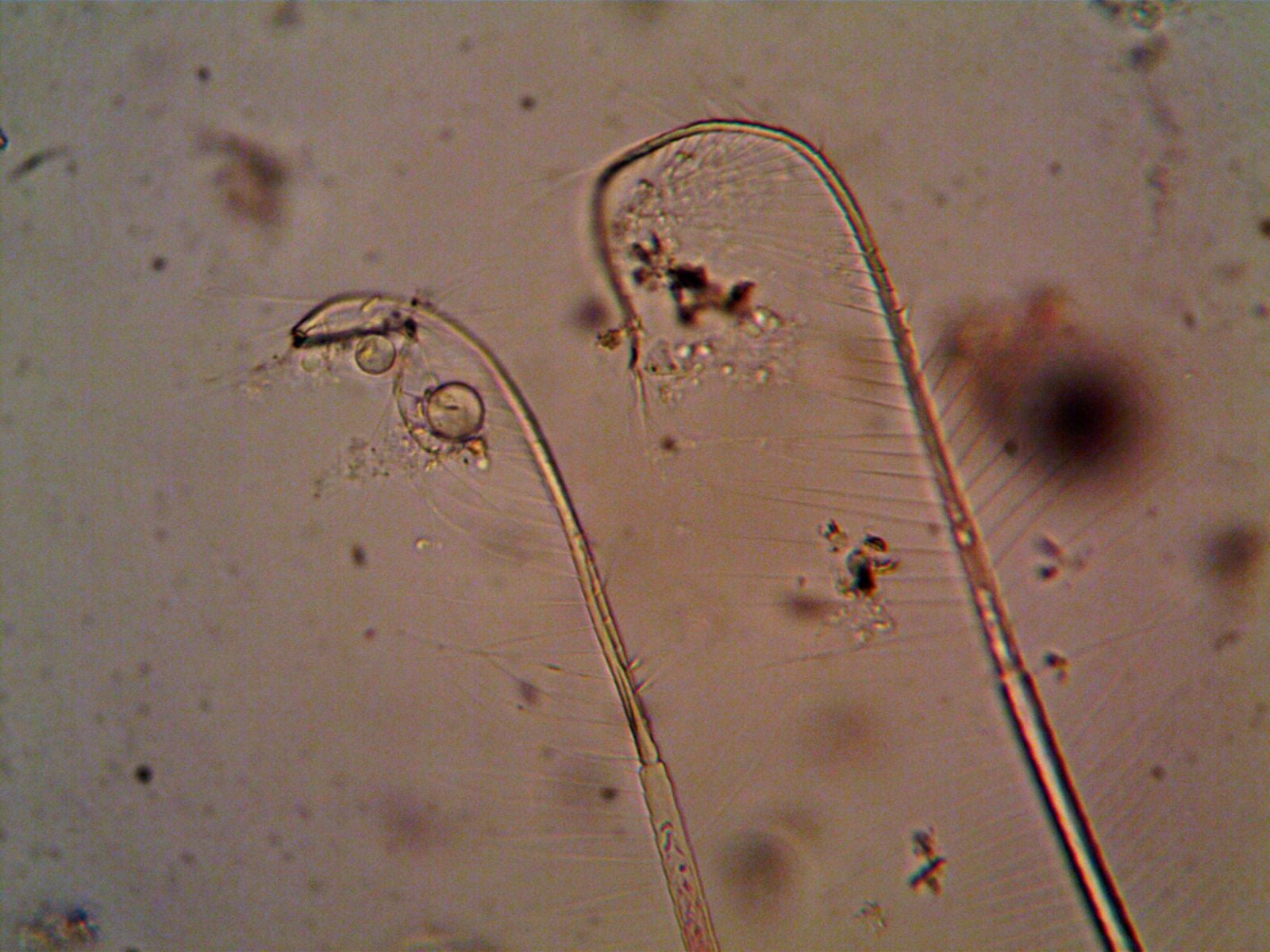 microscopic marine larva
