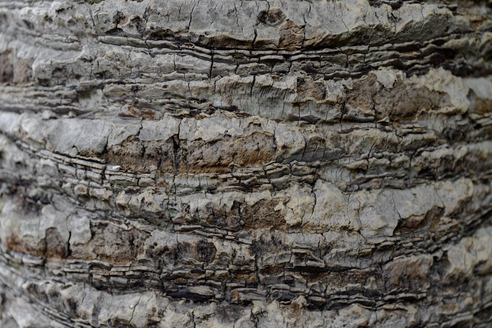 Wollemi pine bark
